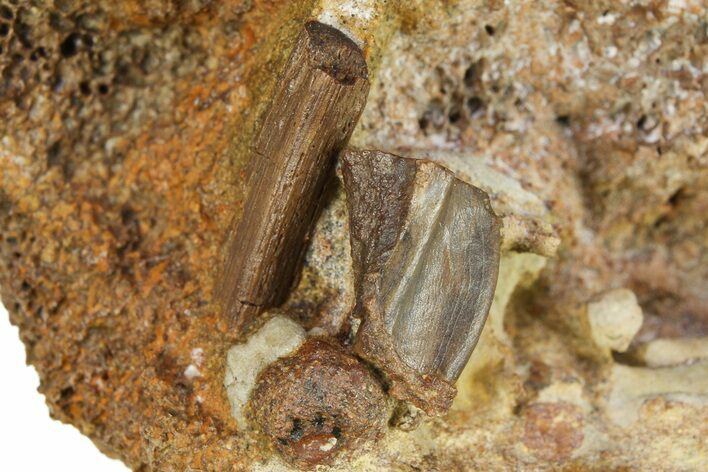 Hadrosaur (Edmontosaurus) Shed Tooth on Bone - Wyoming #283684